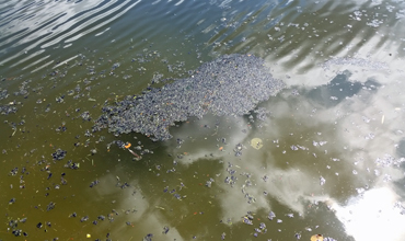 Dirty Water in Broadwater Canals